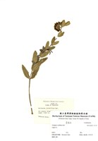 藏品(綠花馬利筋)的圖片